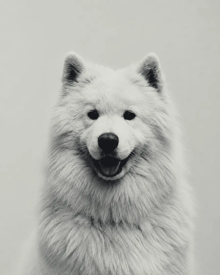 Maggie, the Samoyed